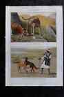 Fuertes & Murayama 1927 Dog Print. Scottish Deerhound, Persian Gazellehounds