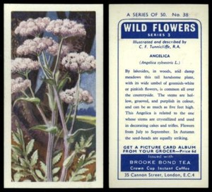 Angelica #38 Wild Flowers Series 3 Brooke Bond 1964 Tea Card
