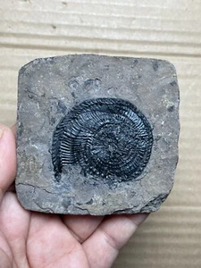 74g Trias Naturammonit Trachyceras Präparat auf Gestein - Bild 1 von 16