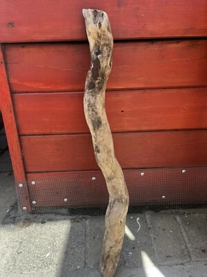 Natural Driftwood for Terrarium, 26"x3"x4" Reptile Branch - CA. Central Coast - Image 1 of 4