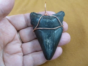 (S268-13) big 2-5/8" Fossil MEGALODON Shark Tooth copper wired pendant JEWELRY - Picture 1 of 2