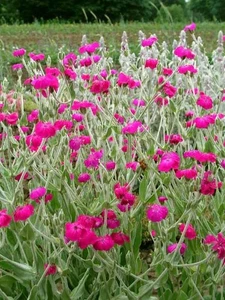3 X Lychnis Coronaria Silene Rose Campion Perennial Bright Pink Plants - Picture 1 of 12