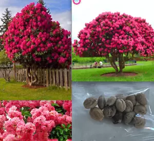 20 MIXED SEEDS PINK RED CHERRY TREE rare blossom flower exotic USA Seller - Picture 1 of 6