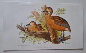 BIRDS INDIA BURMA CEYLON HUME MARSHALL ORNITHOLOGY PRINT CHROMOLITHOGRAPH 1879 - Picture 1 of 1
