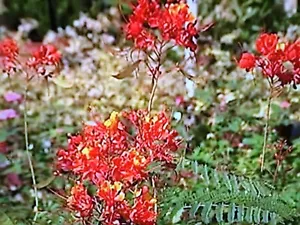 PRIDE OF BARBADOS (Caesalpinia Pulcherrima), MEXICAN BIRD OF PARADISE, 15 SEEDS - Picture 1 of 4