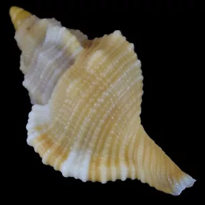 MONOPLEX COMPTUS Young (Zamboanga, Philippinen) 20,9 mm #46333 - Bild 1 von 4