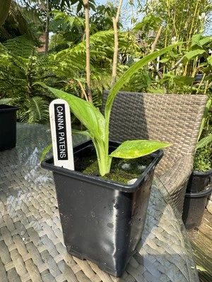 CANNA PATENS - 1 x 9cm pot plant - tropical perennial, flowering - Image 1 of 4