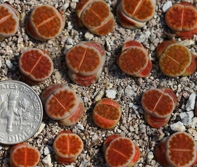 Plant -one- Lithops karasmontana "lateritia" - Image 1 of 4