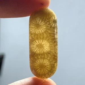 Agatized Coral Fossil Cabochon 29x12x4.5mm High Quality 16.5 ct - Picture 1 of 8