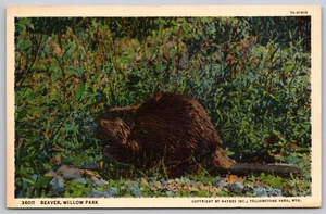 Postal Beaver - Willow Park Yellowstone National Park Rocky Mountains WY 1937 - Imagen 1 de 3