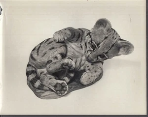 Boehm PUBLICITY photograph Baby Ocelot 1970s - Picture 1 of 1