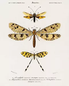 French Spoonwing Insects Vintage Drawing High Res Giclee 8x10 Print - Picture 1 of 1