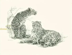 #152 two (2) LEOPARDS wild life art print done by Jan Jellins * pen & ink - Picture 1 of 1