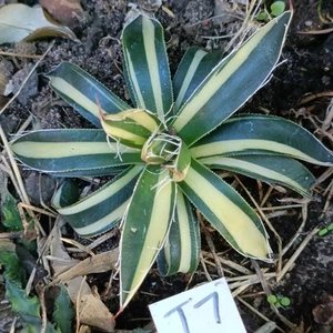 Agave schidigera 'white stripe' Variegated about 10cm succulent - Picture 1 of 5