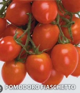 250 SEMI DI POMODORO FIASCHETTO DI TORRE GUACETO- POMODORINO -CILIEGINO - Foto 1 di 5