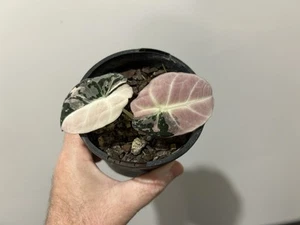 Alocasia Black Velvet VARIEGATED Established RARE (not monstera, philodendron) - Picture 1 of 7