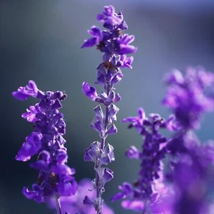 French Lavender Seeds - 'Lavandula stoechas' - 75 Organic Herb Seeds - Picture 1 of 1