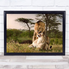 Lion Lioness Mating Kenya Africa King Pride Snarl Teeth Nature Wall Art Print