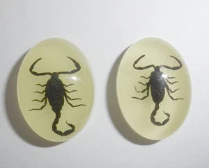 Insect Cabochon Black Scorpion Oval 18x25 mm glow in the dark 2 pieces Lot - Picture 1 of 11