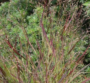 Panicum virgatum 'Sangria' - Picture 1 of 4