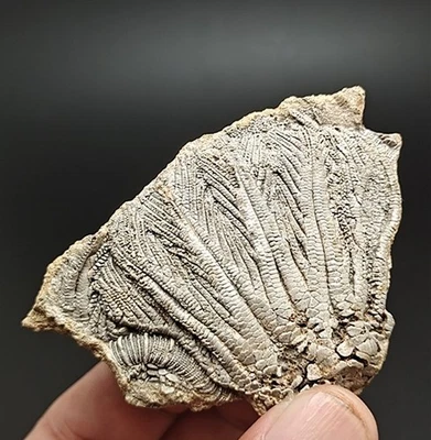 44 grams of fossils of crinoid from the Guanling Biota in Guizhou AF - Image 1 of 4
