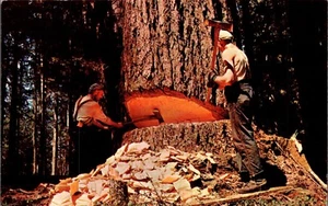 CARTOLINA ALBERI PERSONE SEGHE FINITE IL SOTTOSQUADRO SU GRANDE ALBERO - Foto 1 di 2