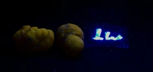 2 fluoreszierende Chalcedon Blütenknötchen für Mineralproben AF63 - Bild 1 von 7