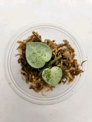 Hoya Krohniana Super Silver Propagation Cup - Image 1 of 2