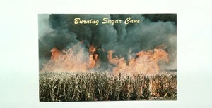 Cartolina fotocromatica vintage canna da zucchero bruciata Florida retro diviso - Foto 1 di 2