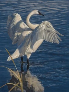 Daniel SMITH Graceful Display LTD Edition Signed Numbered Canvas Rare ART SWAN - Picture 1 of 12