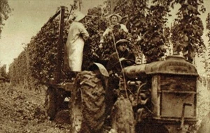 Stream Farm Cranbrook Hop Picking 1952 2 Page Photo Article Q731 - Picture 1 of 2