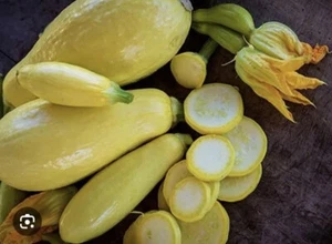 35 Plus Straightneck Summer Squash Seeds-Early Prolific1 Non GMO-open Pollinated - Picture 1 of 3