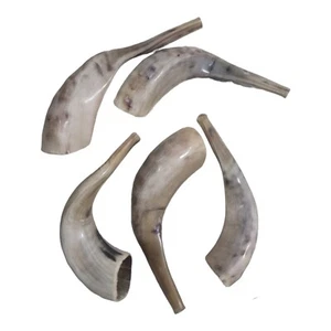 Cuerno de carnero Shofar Kosher pulido 16-18" | Hecho a mano en Israel | Regalo Judaica - Imagen 1 de 9