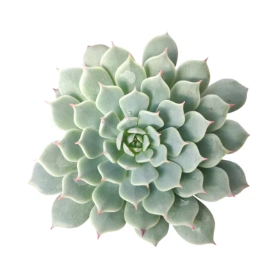 Echeveria Minima Echeveria Succulent (2'' or 4'') - Image 1 of 4