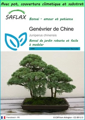 SAFLAX - Garden to go - Genévrier de Chine - 30 Graines - Photo 1/4