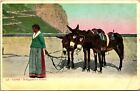 Vintage Postcard - Capri - Noleggiatrice d'asini - Italy - Woman Donkeys Undiv.