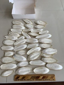 Cuttlefish Bone -650+ Grams. 40+ Pieces - Picture 1 of 5