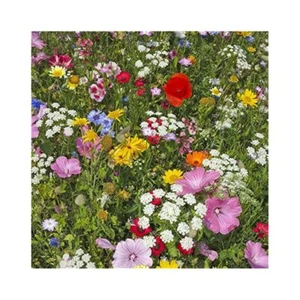 5 Lbs Wildflower Seeds for Hummingbirds & Butterflies, Attract Pollinators Now - Picture 1 of 6