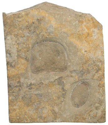 Präkambrium  Eurypterus tetragonophthalmus  Eurypterid  Ukraine  W102-1 - Bild 1 von 2