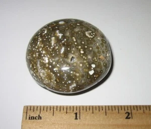 1.7" HERMOSO MINERAL DE PIEDRA DE PALMA DE JASPE NATURAL PULIDO EN CAÍDA ~ 58 gramos - Imagen 1 de 7