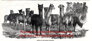 Venta de rebaño de alpaca de zoológico en Inglaterra década de 1850 grabado antiguo impresión y artículo - Imagen 1 de 4