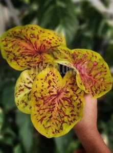 ORIGINAL Caladium Emperor 1 Glühbirnen - Bild 1 von 5