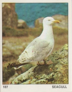 Top Sellers Card - Animals of The World - Card No 187 - Seagull - Picture 1 of 2