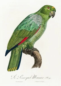 Pl No. 92 Southern Mealy Amazon History of Parrots by Francois Levaillant Repro - Picture 1 of 2