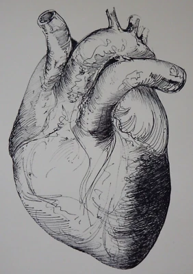 Ilustración médica anatómica original lápiz y tinta dibujo de un corazón humano Foto 1 de 4
