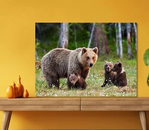 Brown Bear & Her Cubs 5mm thick Plastic Poster Ready to Hang 60x45cm - Picture 1 of 3