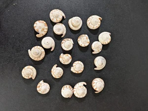 Lote de conchas marinas blancas espirales - Imagen 1 de 4