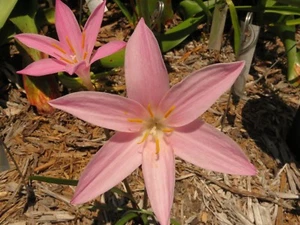 Rain Lily, Zephyranthes Num-Num (Twinkle x grandiflora), 1 bulb, NEW, habranthus - Picture 1 of 4