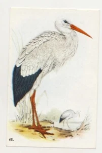 CICONIA CICONIA CIGOGNE BLANCHE WHITE STORK WEISSSTORCH OISEAU BIRD IMAGE CARD - Picture 1 of 2