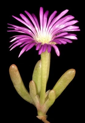 Disphyma Crassifolium exótica PLANTA DE GELO pedra viva mesembs sementes de cacto 50 SEMENTES - Imagem 1 de 2